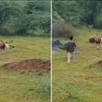 aslanla yakin cekim ugruna az daha canindan oluyordu hdcZ45Kb