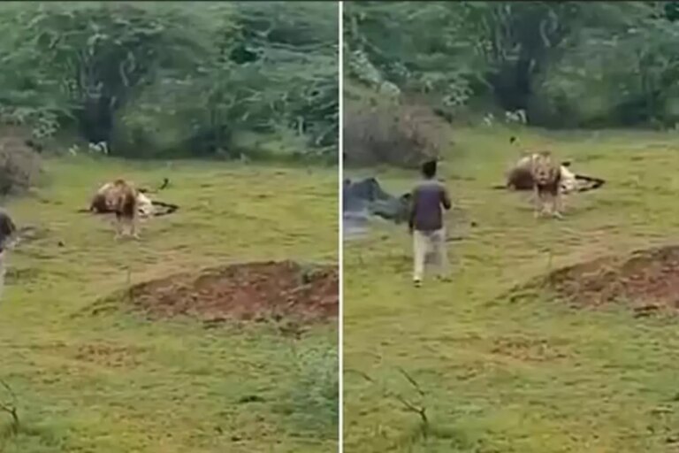 aslanla yakin cekim ugruna az daha canindan oluyordu hdcZ45Kb