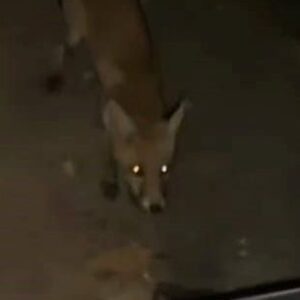 inegolde surucu tilkiyi cipsle besledi SxH6zEjU