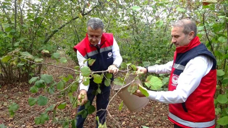 samsunda don nedeniyle findik rekoltesi dusuyor 5xwGLyFV
