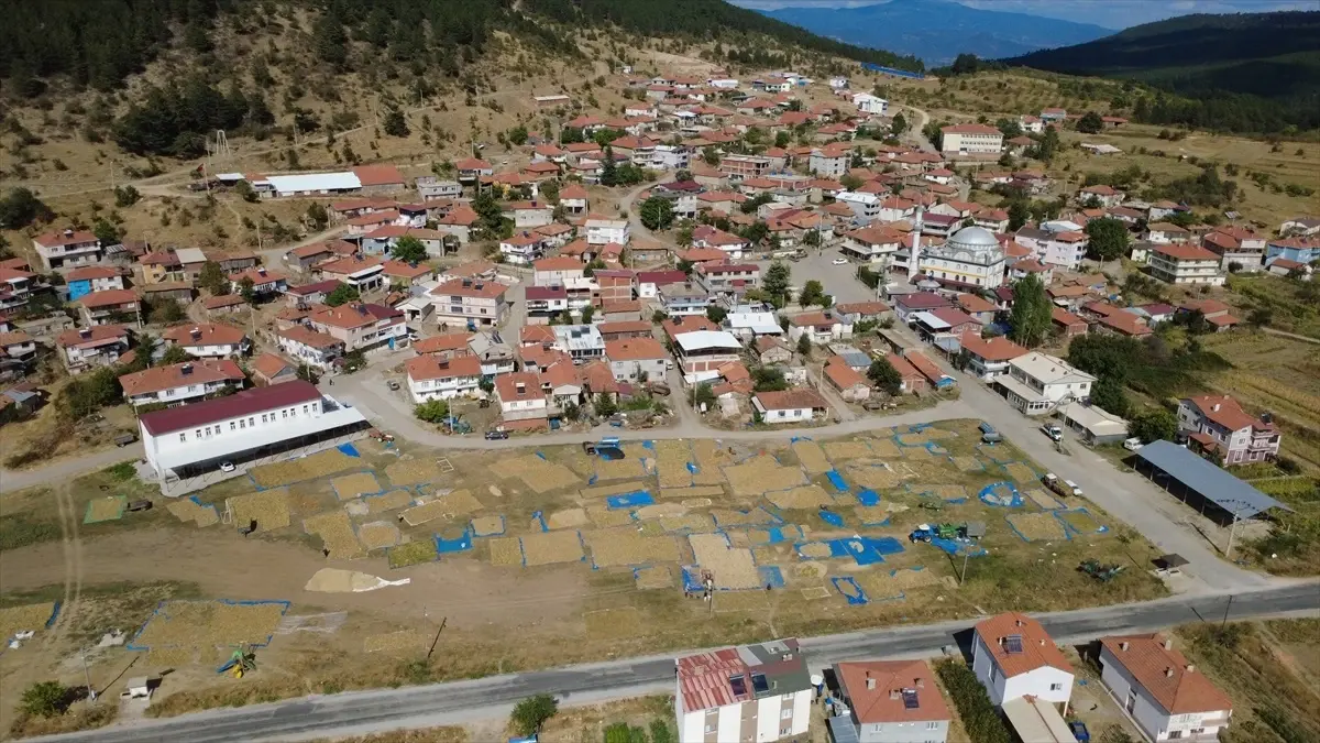 demircinin susuz kuru fasulyesine yogun talep bgRab5qK