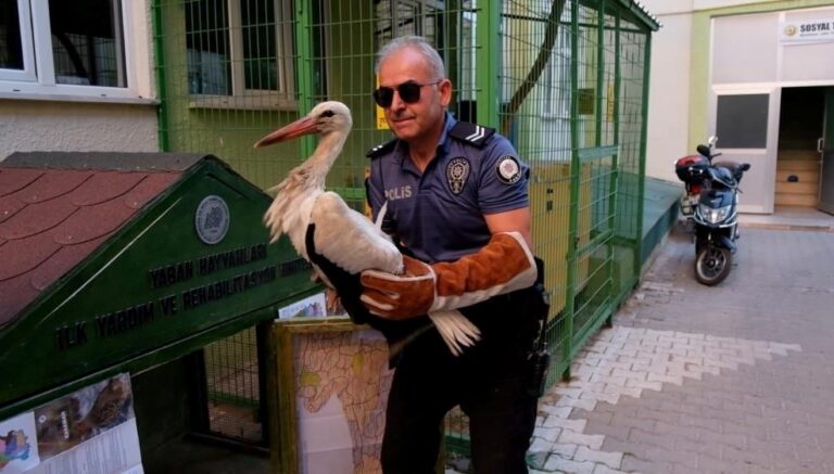 karamanda yarali leylek koruma altina alindi CcSYfmcc