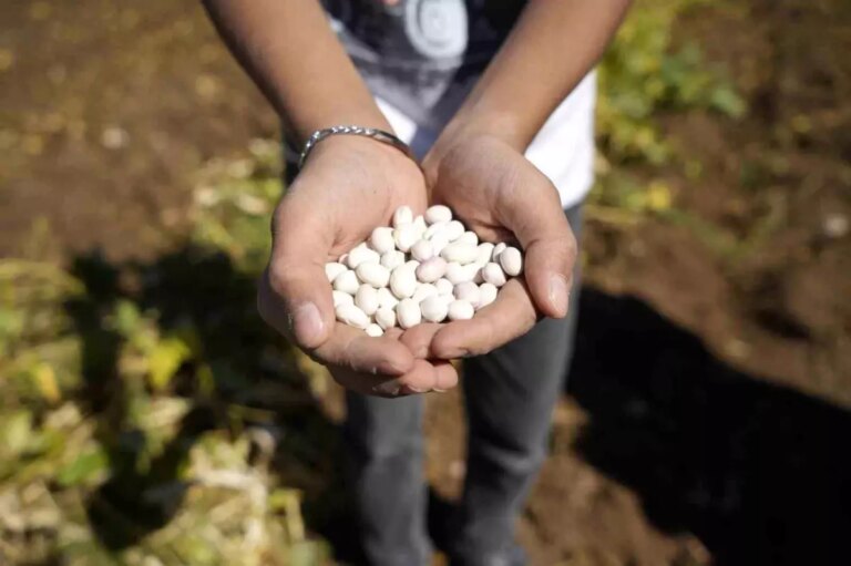 kelkit seker fasulyesi hasadi basladi ycYUBUg7