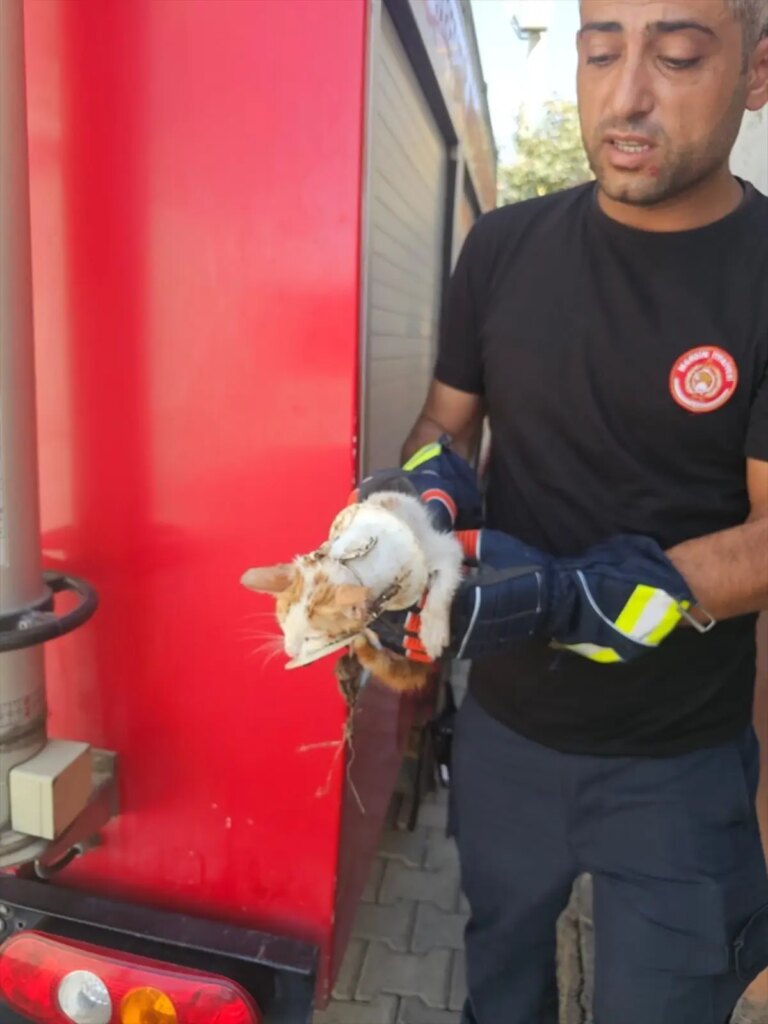 nusaybinde yavru kedi tuvaletten kurtarildi xlqa3OyZ