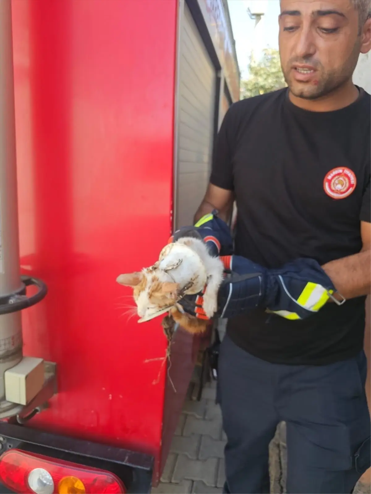 nusaybinde yavru kedi tuvaletten kurtarildi xlqa3OyZ