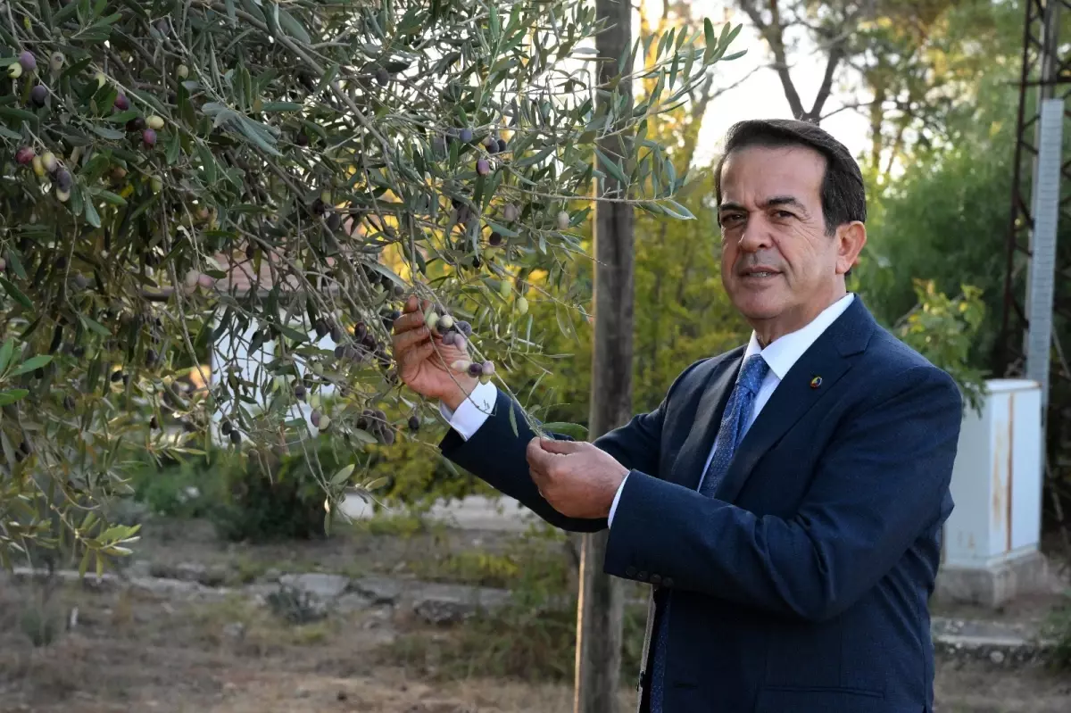 zeytinparkta asirlik zeytin agaclarindan 70 kilogram zeytin bekleniyor GXiPkklp