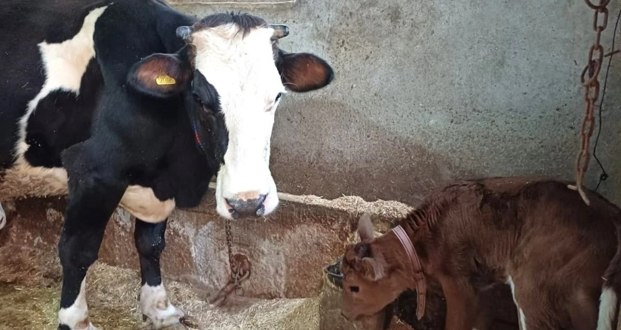 hayvancilikta devrim sut alerjisine karsi genleri susturulmus buzagilar dogdu wrE8bDJY.jpg