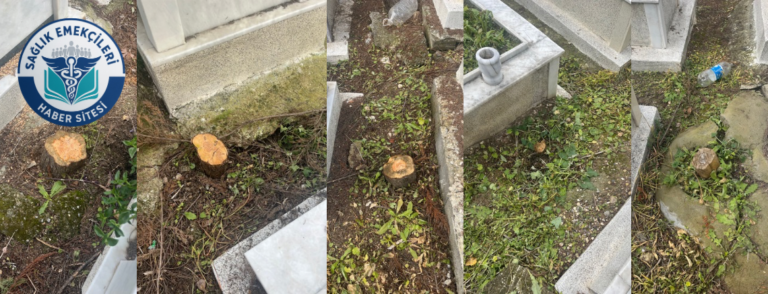 buca-gokdere-mezarliginda-agac-katliami-vatandaslardan-tepki-yagiyor-saglik-emekcileri-haber-kanali-fgiugKtu.png