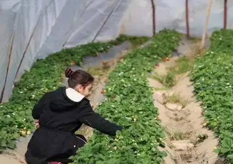 Sıfırdan başlayıp ilk yılında başardı: İlk hasatta 1 ton mahsul elde etti…