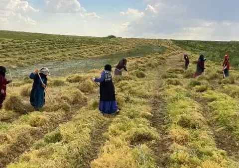 Gercüş Ovası’nda hasat başladı: Kalite ve verim zirve yaptı…