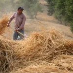 Toros daglarinin zirvesinde zaman durdu makinenin giremedigi yerde asirlik yontem ile hasat LKshIUzR